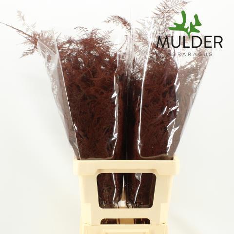 Asparagus overig kleurbehandeld H%