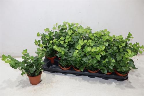 Hedera helix 'Wonder'