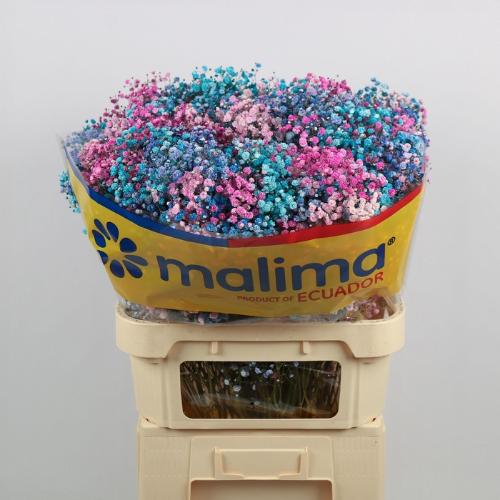 Gypsophila overig kleurbehandeld H%