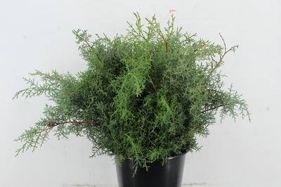 Cupressus arizonica 'Glauca' per bos
