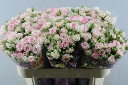 Rosa tros Creamy Twister