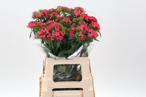 Dianthus barbatus 'Sweet Will Coral'