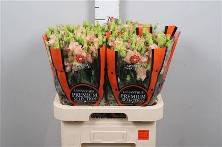 Eustoma russellianum enkelbloemig 'Falda Apricot'