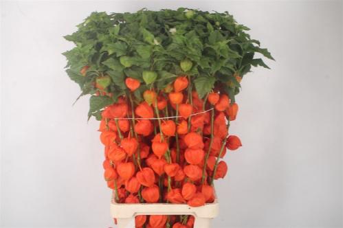 Physalis alkekengi lampion (tak)