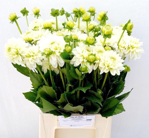 Dahlia Decor Grp 'Polar Ice'