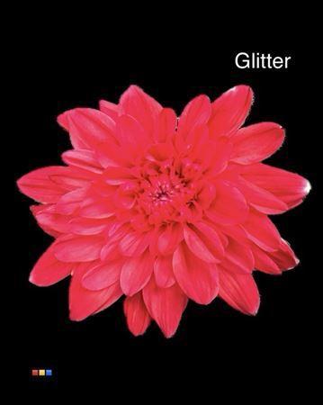 Chrysanthemum Indicum Grp tros kas kleurbehandeld H%