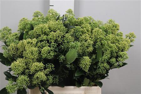 Skimmia japonica 'Frank White' per bos