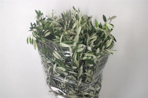 Olea europaea per bos
