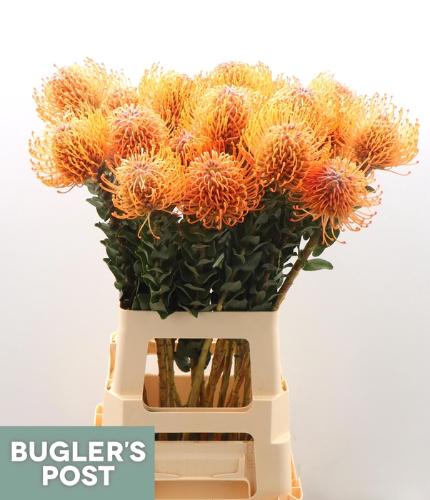 Leucospermum Ayoba Mandarin Zest