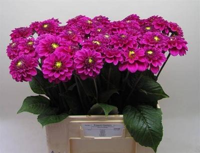 Dahlia Ball Grp 'Purple Fox'