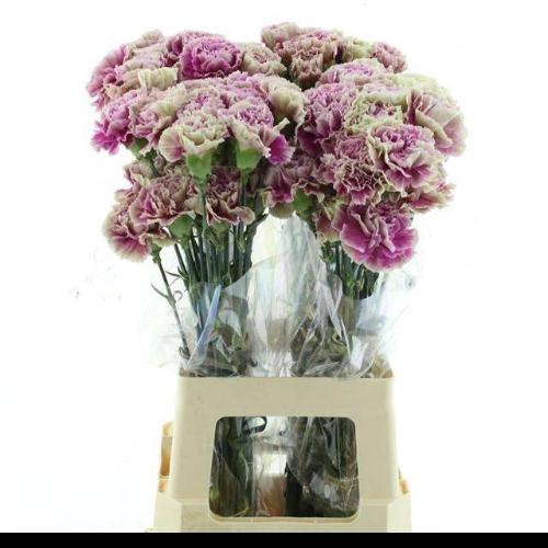 Dianthus standaard 'Antigua'