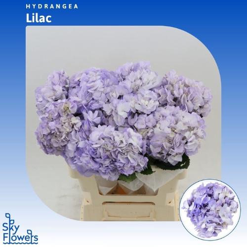 Hydrangea overig kleurbehandeld H%