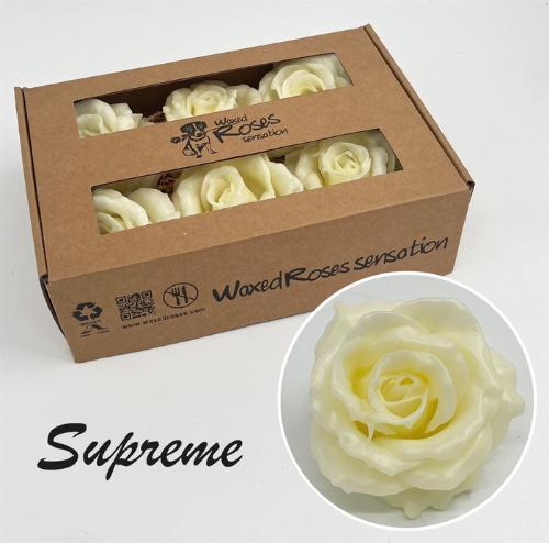 Rosa grootbloemig gewaxt H%