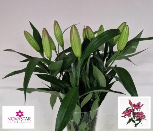 Lilium (OT-hybrids Grp) 'Red Desire'