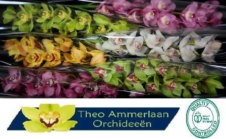Cymbidium grootbloemig per tak gemengd