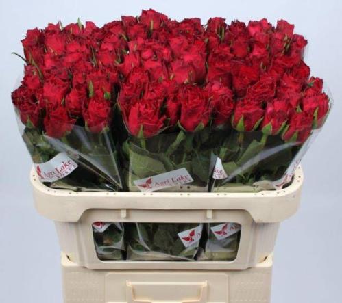Rosa grootbloemig Madam Red
