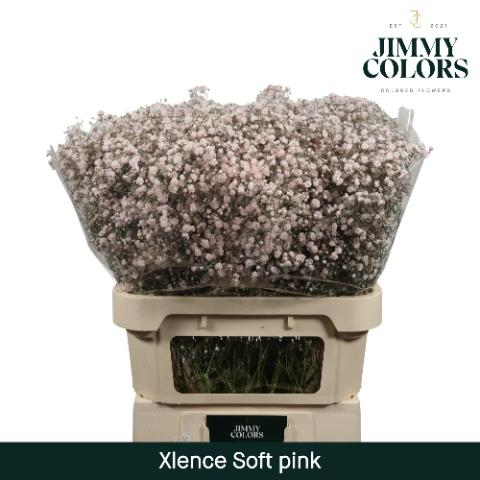 Gypsophila overig kleurbehandeld H%