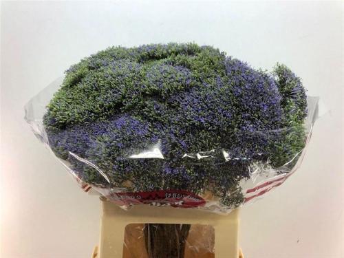 Trachelium caeruleum Blue Shine