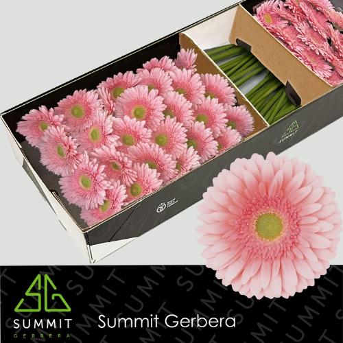 Gerbera grootbloemig 'Romella'