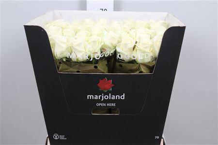 Rosa grootbloemig Dolomiti