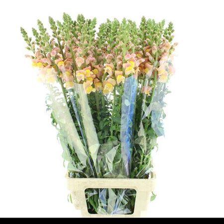 Antirrhinum majus 'Nantes Light Orange'