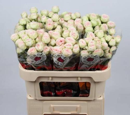 Rosa tros Sweet Gelato