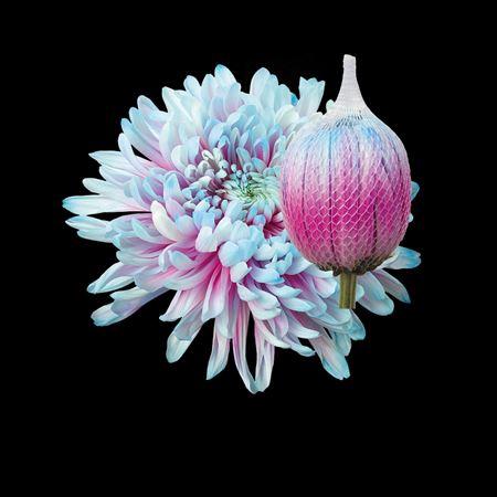 Chrysanthemum (Indicum Grp) geplozen Antonov kleurbehandeld H%