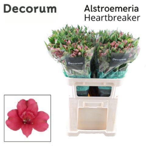 Alstroemeria Heartbreaker
