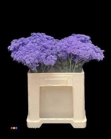 Sedum spectabile kleurbehandeld H%