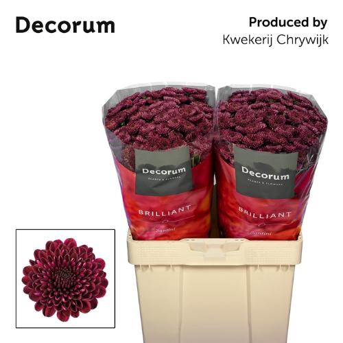 Chrysanthemum (Indicum Grp) tros santini Jinda Red