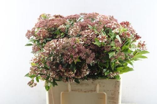 Viburnum tinus per stuk Red Spirit