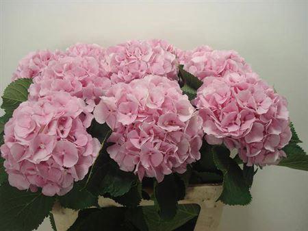 Hydrangea macrophylla 'Verena'