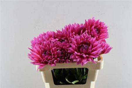 Dahlia 'Bacchus'