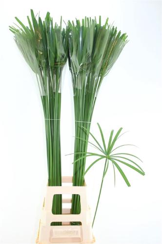 Cyperus glaber