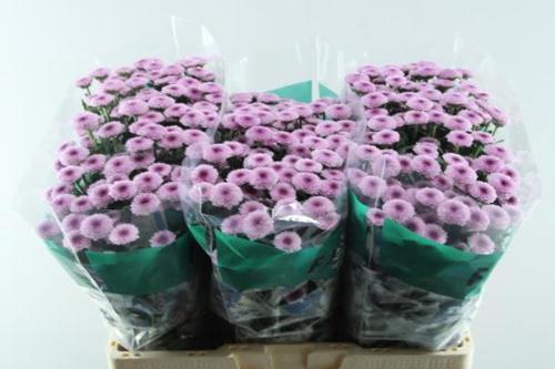 Chrysanthemum (Indicum Grp) tros santini AAA Toss