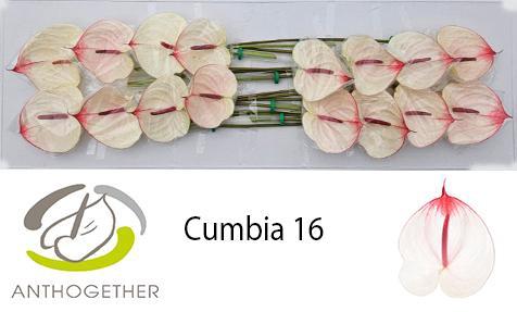 Anthurium (Andreanum Grp) Cumbia