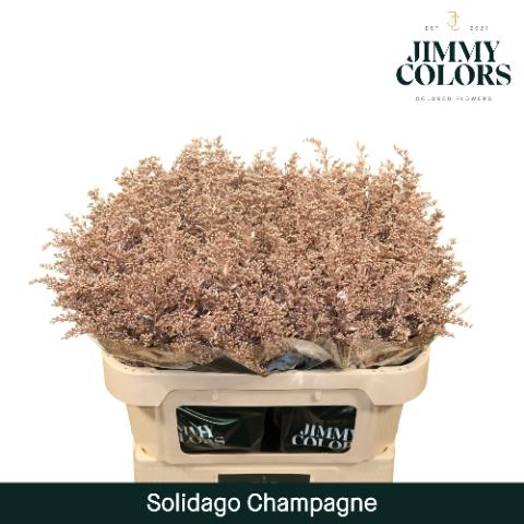 Solidago kleurbehandeld H%