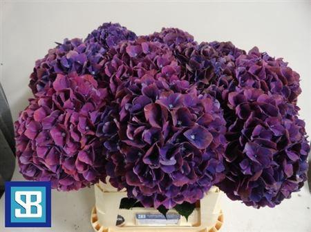Hydrangea macrophylla Magical Pink Ruby