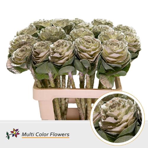 Brassica oleracea kleurbehandeld H%