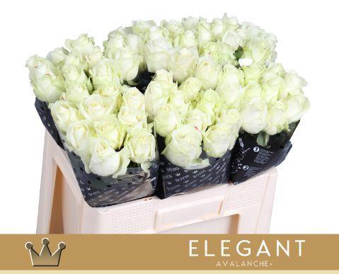 Rosa grootbloemig Avalanche+