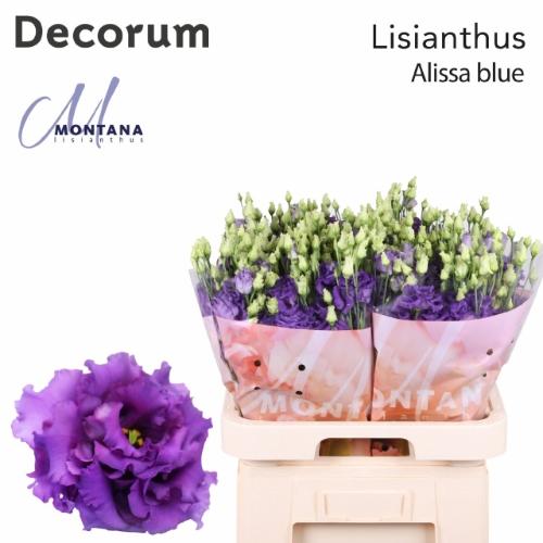 Eustoma russellianum gevuldbloemig 'Alissa Blue'