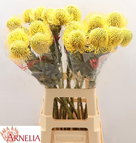 Leucospermum nutans 'High Gold'