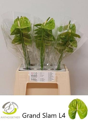 Anthurium (Andreanum Grp) Grand Slam