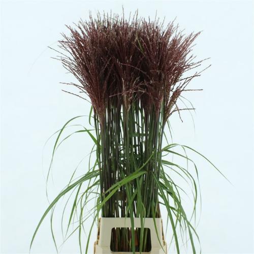 Miscanthus sinensis 'Malepartus'