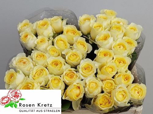 Rosa grootbloemig Buttercup