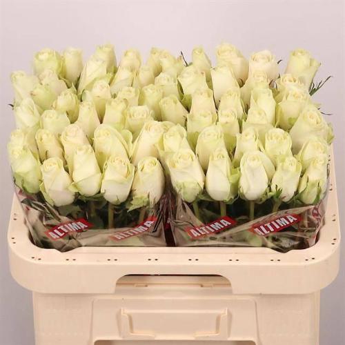 Rosa grootbloemig Athena