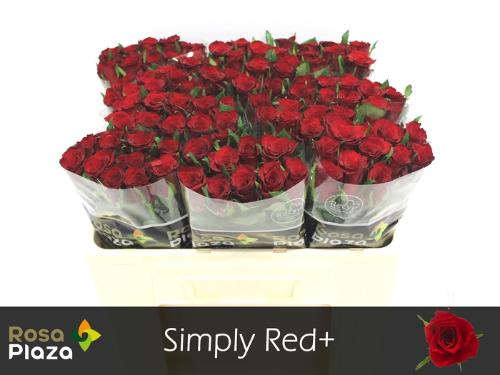 Rosa grootbloemig Simply Red+