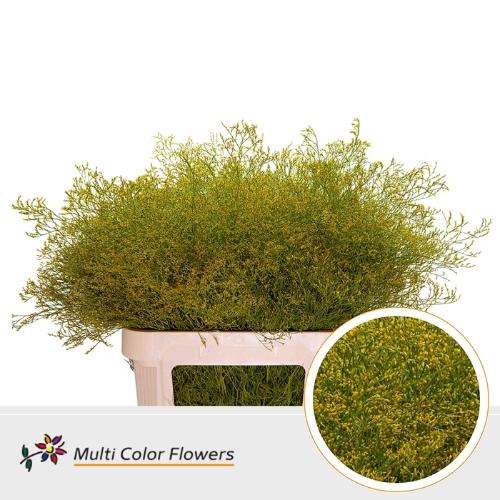 Limonium overig kleurbehandeld H%