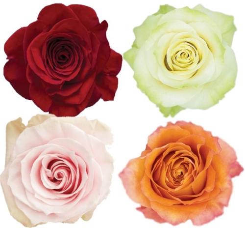 Rosa grootbloemig gemengd in fust