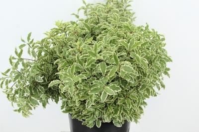Pittosporum overig